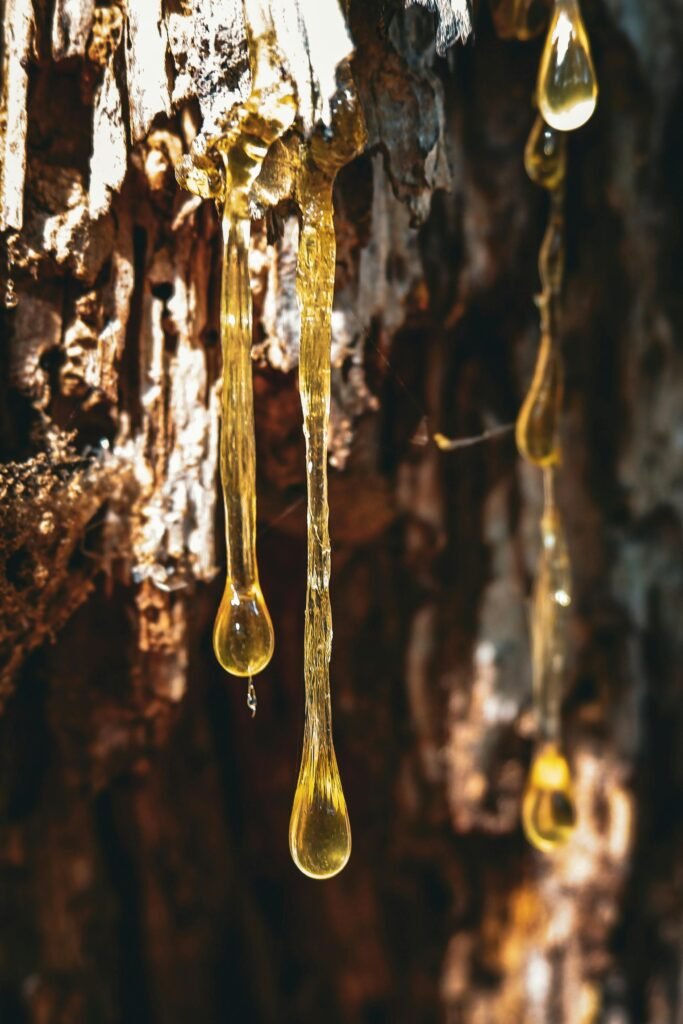 Vivid close-up of golden tree sap dripping from rough bark outdoors.